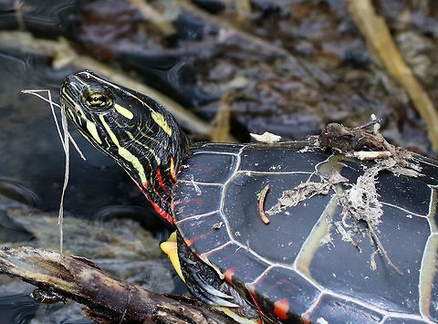 Eastern Painted Turtle - Chrysemys picta picta The turtle population in this area seems to have exploded this spring! This one had debris on its shell and hanging off its face, but it didn't seem to mind.

Habitat: Woodland pond


Habitat: Small woodland pond Chrysemys picta,Geotagged,Painted turtle,Spring,Turtle,United States