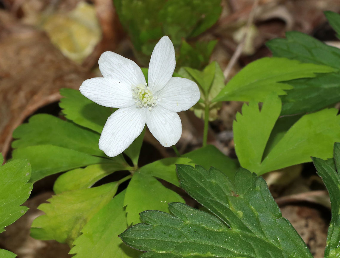 Wood Anemone - Anemone quinquefolia An early spring wildflower that often grows in sizable clusters. Since the flowers of anemones are slender-stalked and tremble in the breeze, they have been called "wind flowers"; the genus name is derived from the Greek anemos ("wind").<br />
<br />
Habitat: Deciduous forest Anemone quinquefolia,Anemonoides quinquefolia,Geotagged,Spring,United States,Wood Anemone,Wood anemone