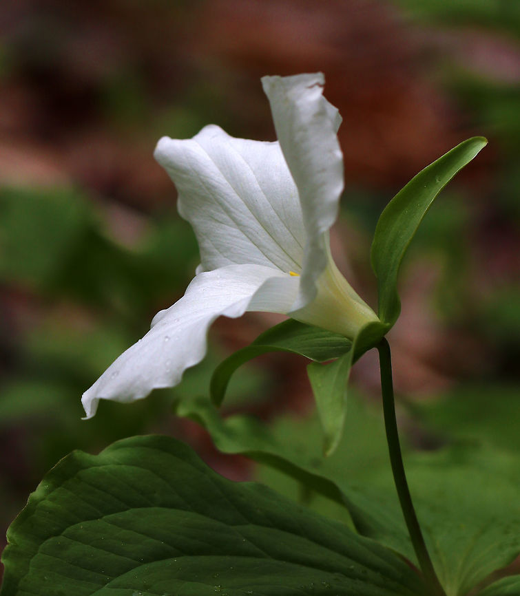 Great White Trillium - Trillium grandiflorum White flowers with three petals that rise above a whorl of three, leaf-like bracts. Great White Trillium is a spring ephemeral, whose life cycle is synchronized with the forest in which it lives. <br />
<br />
Habitat: Deciduous forest Geotagged,Great white trillium,Spring,Trillium grandiflorum,United States,trillium