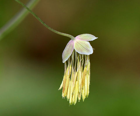 Early Meadow Rue - Thalictrum dioicum Clusters of long-stemmed, drooping, greenish-white flowers! Definitely unusual.

The species name is derived from the Greek word meaning "two households", which alludes to the fact that the male and female flowers are on separate plants.

Habitat: Rocky, deciduous forest Early meadow-rue,Geotagged,Spring,Thalictrum dioicum,United States