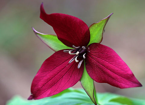 Red Trillium - Trillium erectum 
Purple-red flowers have 3 petals that are above whorls of pointed triple leaves. The petals have a foul smell, which attracts carrion flies (and other insects) that act as pollinators.

Habitat: Wooded wetland Geotagged,Red trillium,Spring,Trillium,Trillium erectum,United States