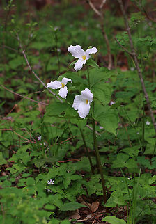 Great White Trillium - Trillium grandiflorum 
White flowers with three petals that rise above a whorl of three, leaf-like bracts. Great White Trillium is a spring ephemeral, whose life cycle is synchronized with the forest in which it lives. 

Habitat: Deciduous forest Geotagged,Great white trillium,Spring,Trillium grandiflorum,United States