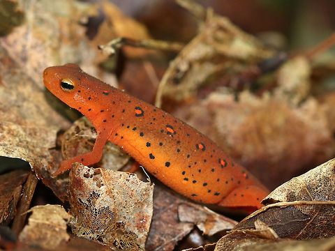 Eastern Newt (Red Eft) - Notophthalmus viridescens My first one of the season! It was small (only about 4 cm).

Red efts have bright orange aposematic coloring, with darker, reddish spots outlined in black. This stage can last up to 4 years on land, during which time efts may travel far, which ensures outcrossing in the population. Efts eat small insects, snails, and other small arthropods. During winter, they hibernate under logs or rocks.

Habitat: Spotted in a deciduous forest Eastern newt,Geotagged,Notophthalmus viridescens,Spring,United States,newt,red eft,salamander