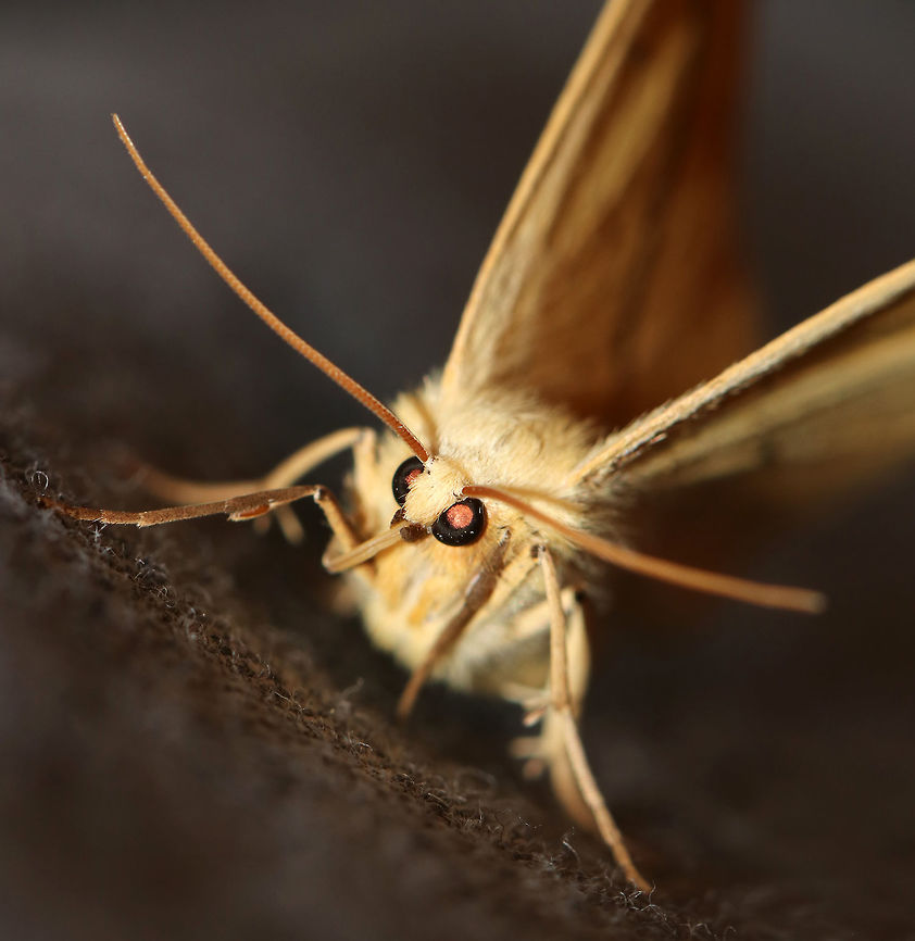 Yellow Slant-Line - Tetracis crocallata This moth was weird. I first saw it resting under my light, but once it sensed me, it flew over and started walking all over me...in my hair, on my face, my shirt, etc. I couldn't get it off. I kept taking it off me and within seconds, it would land on me again! <br />
<br />
WS: ~40 mm. Yellow forewing with thick, brown PM line that slants to apex. Small, discal spots on all wings.<br />
<br />
Habitat: Rural area Geotagged,Spring,Tetracis crocallata,United States,moth,tetracis