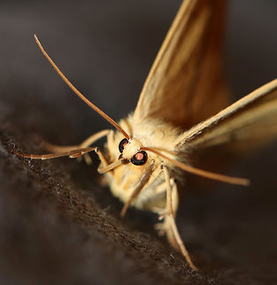 Yellow Slant-Line - Tetracis crocallata This moth was weird. I first saw it resting under my light, but once it sensed me, it flew over and started walking all over me...in my hair, on my face, my shirt, etc. I couldn't get it off. I kept taking it off me and within seconds, it would land on me again! 

WS: ~40 mm. Yellow forewing with thick, brown PM line that slants to apex. Small, discal spots on all wings.

Habitat: Rural area Geotagged,Spring,Tetracis crocallata,United States,moth,tetracis