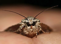 Great Oak Dagger - Acronicta lobeliae TL: 25 mm. Gray/white forewing with white-edges lines and thick, black dashes.<br />
<br />
Habitat: Rural area<br />
https://www.jungledragon.com/image/79849/great_oak_dagger_-_acronicta_lobeliae.html<br />
https://www.jungledragon.com/image/79850/great_oak_dagger_-_acronicta_lobeliae.html<br />
https://www.jungledragon.com/image/79851/great_oak_dagger_-_acronicta_lobeliae.html Acronicta lobeliae,Geotagged,Spring,United States,acronicta,lobelia dagger,moth