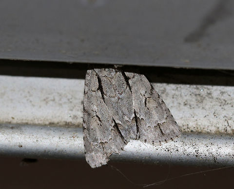 Acronicta lobeliae
