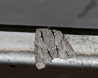 Great Oak Dagger - Acronicta lobeliae When I first spotted this moth, it was on the floor of my deck, and it crawled underneath the screen door. If I had opened the door, I could have decapitated it. So, I was stuck on my deck for awhile until I could coax it out.<br />
<br />
TL: 25 mm. Gray/white forewing with white-edges lines and thick, black dashes.<br />
<br />
Habitat: Rural area<br />
https://www.jungledragon.com/image/79851/great_oak_dagger_-_acronicta_lobeliae.html<br />
https://www.jungledragon.com/image/79850/great_oak_dagger_-_acronicta_lobeliae.html<br />
https://www.jungledragon.com/image/79848/great_oak_dagger_-_acronicta_lobeliae.html Acronicta lobeliae,Geotagged,Spring,United States