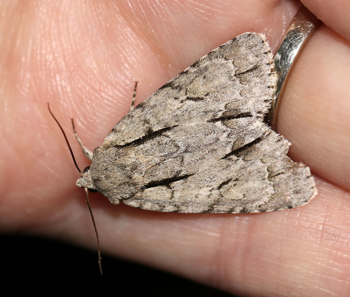 Great Oak Dagger - Acronicta lobeliae TL: 25 mm. Gray/white forewing with white-edges lines and thick, black dashes.<br />
<br />
Habitat: Rural area<br />
<figure class="photo"><a href="https://www.jungledragon.com/image/79851/great_oak_dagger_-_acronicta_lobeliae.html" title="Great Oak Dagger - Acronicta lobeliae"><img src="https://s3.amazonaws.com/media.jungledragon.com/images/3232/79851_thumb.jpg?AWSAccessKeyId=05GMT0V3GWVNE7GGM1R2&Expires=1759968010&Signature=dTat6O0z5B3EuM%2BbW40HqsoPBeI%3D" width="200" height="166" alt="Great Oak Dagger - Acronicta lobeliae TL: 25 mm. Gray/white forewing with white-edges lines and thick, black dashes.<br />
<br />
Habitat: Rural area<br />
https://www.jungledragon.com/image/79850/great_oak_dagger_-_acronicta_lobeliae.html<br />
https://www.jungledragon.com/image/79849/great_oak_dagger_-_acronicta_lobeliae.html<br />
https://www.jungledragon.com/image/79848/great_oak_dagger_-_acronicta_lobeliae.html Acronicta lobeliae,Geotagged,Spring,United States" /></a></figure><br />
<figure class="photo"><a href="https://www.jungledragon.com/image/79849/great_oak_dagger_-_acronicta_lobeliae.html" title="Great Oak Dagger - Acronicta lobeliae"><img src="https://s3.amazonaws.com/media.jungledragon.com/images/3232/79849_thumb.jpg?AWSAccessKeyId=05GMT0V3GWVNE7GGM1R2&Expires=1759968010&Signature=nzDM0mzNfp%2ByTE%2B9AmQG%2Fjc3RSc%3D" width="200" height="162" alt="Great Oak Dagger - Acronicta lobeliae When I first spotted this moth, it was on the floor of my deck, and it crawled underneath the screen door. If I had opened the door, I could have decapitated it. So, I was stuck on my deck for awhile until I could coax it out.<br />
<br />
TL: 25 mm. Gray/white forewing with white-edges lines and thick, black dashes.<br />
<br />
Habitat: Rural area<br />
https://www.jungledragon.com/image/79851/great_oak_dagger_-_acronicta_lobeliae.html<br />
https://www.jungledragon.com/image/79850/great_oak_dagger_-_acronicta_lobeliae.html<br />
https://www.jungledragon.com/image/79848/great_oak_dagger_-_acronicta_lobeliae.html Acronicta lobeliae,Geotagged,Spring,United States" /></a></figure><br />
<figure class="photo"><a href="https://www.jungledragon.com/image/79848/great_oak_dagger_-_acronicta_lobeliae.html" title="Great Oak Dagger - Acronicta lobeliae"><img src="https://s3.amazonaws.com/media.jungledragon.com/images/3232/79848_thumb.jpg?AWSAccessKeyId=05GMT0V3GWVNE7GGM1R2&Expires=1759968010&Signature=2kU7xpGvM52tsmd%2BWS3st25gnJE%3D" width="200" height="146" alt="Great Oak Dagger - Acronicta lobeliae TL: 25 mm. Gray/white forewing with white-edges lines and thick, black dashes.<br />
<br />
Habitat: Rural area<br />
https://www.jungledragon.com/image/79849/great_oak_dagger_-_acronicta_lobeliae.html<br />
https://www.jungledragon.com/image/79850/great_oak_dagger_-_acronicta_lobeliae.html<br />
https://www.jungledragon.com/image/79851/great_oak_dagger_-_acronicta_lobeliae.html Acronicta lobeliae,Geotagged,Spring,United States,acronicta,lobelia dagger,moth" /></a></figure> Acronicta lobeliae,Geotagged,Spring,United States