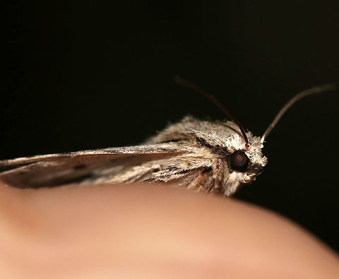 Great Oak Dagger - Acronicta lobeliae TL: 25 mm. Gray/white forewing with white-edges lines and thick, black dashes.

Habitat: Rural area
https://www.jungledragon.com/image/79850/great_oak_dagger_-_acronicta_lobeliae.html
https://www.jungledragon.com/image/79849/great_oak_dagger_-_acronicta_lobeliae.html
https://www.jungledragon.com/image/79848/great_oak_dagger_-_acronicta_lobeliae.html Acronicta lobeliae,Geotagged,Spring,United States