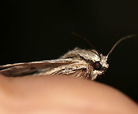Great Oak Dagger - Acronicta lobeliae TL: 25 mm. Gray/white forewing with white-edges lines and thick, black dashes.<br />
<br />
Habitat: Rural area<br />
https://www.jungledragon.com/image/79850/great_oak_dagger_-_acronicta_lobeliae.html<br />
https://www.jungledragon.com/image/79849/great_oak_dagger_-_acronicta_lobeliae.html<br />
https://www.jungledragon.com/image/79848/great_oak_dagger_-_acronicta_lobeliae.html Acronicta lobeliae,Geotagged,Spring,United States