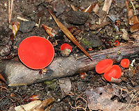 Stalked Scarlet Cup - Sarcoscypha occidentalis Tiny (2-4 mm) mushrooms with cup-shaped caps. The uppersurface was red and bald. The undersurface was pale and had a tiny, whitish stem. <br />
<br />
Habitat: Growing on a rotting stick in a deciduous forest<br />
https://www.jungledragon.com/image/79853/stalked_scarlet_cup_-_sarcoscypha_occidentalis.html<br />
 Geotagged,Sarcoscypha occidentalis,Spring,Stalked scarlet cup,United States