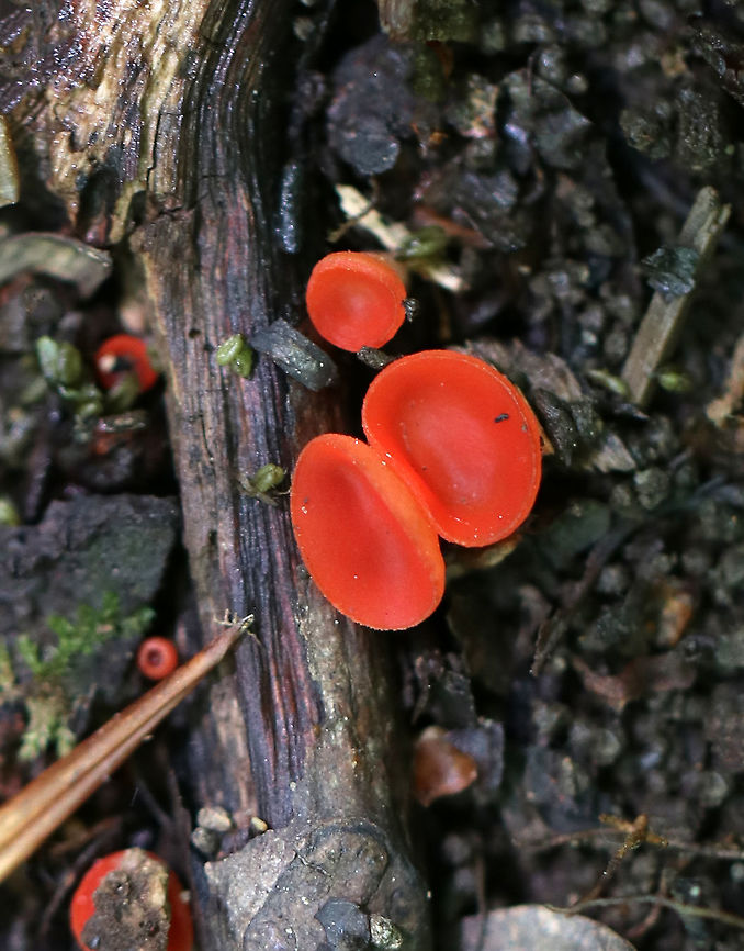 Stalked Scarlet Cup - Sarcoscypha occidentalis Tiny (2-4 mm) mushrooms with cup-shaped caps. The uppersurface was red and bald. The undersurface was pale and had a tiny, whitish stem. <br />
<br />
Habitat: Growing on a rotting stick in a deciduous forest<br />
<figure class="photo"><a href="https://www.jungledragon.com/image/79852/stalked_scarlet_cup_-_sarcoscypha_occidentalis.html" title="Stalked Scarlet Cup - Sarcoscypha occidentalis"><img src="https://s3.amazonaws.com/media.jungledragon.com/images/3232/79852_thumb.jpg?AWSAccessKeyId=05GMT0V3GWVNE7GGM1R2&Expires=1759968010&Signature=RNxNmCerPX8S2%2ByQDS93RtJAWJc%3D" width="200" height="162" alt="Stalked Scarlet Cup - Sarcoscypha occidentalis Tiny (2-4 mm) mushrooms with cup-shaped caps. The uppersurface was red and bald. The undersurface was pale and had a tiny, whitish stem. <br />
<br />
Habitat: Growing on a rotting stick in a deciduous forest<br />
https://www.jungledragon.com/image/79853/stalked_scarlet_cup_-_sarcoscypha_occidentalis.html<br />
 Geotagged,Sarcoscypha occidentalis,Spring,Stalked scarlet cup,United States" /></a></figure> Geotagged,Sarcoscypha occidentalis,Spring,Stalked scarlet cup,United States