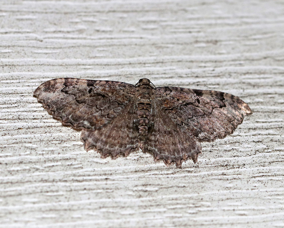 Barberry Geometer - Coryphista meadii WS: ~30-35 mm. FW was brownish. Outer section of PM had outward-pointing tooth.<br />
<br />
Habitat: Attracted to a light in a rural area Coryphista,Coryphista meadii,Geotagged,Spring,United States,moth