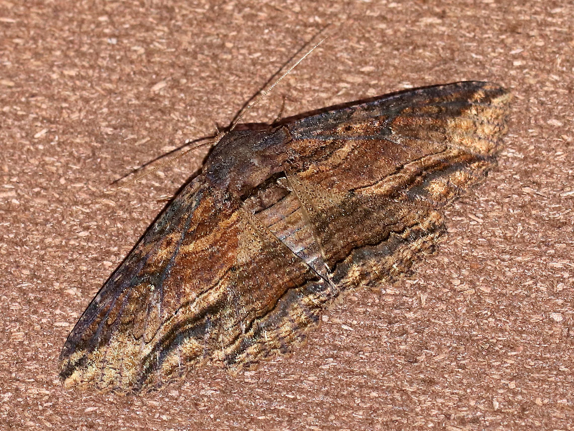 Lunate Zale - Zale lunata WS: ~50 mm. Brown forewings had a bark-like pattern of thin, wavy, black lines. Double ST line was boldest from the midpoint of the outer margin to the inner margin.<br />
<br />
Habitat: Attracted to a moth light in a semi-rural area Geotagged,Spring,United States,Zale lunata,moth,zale