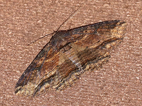 Lunate Zale - Zale lunata WS: ~50 mm. Brown forewings had a bark-like pattern of thin, wavy, black lines. Double ST line was boldest from the midpoint of the outer margin to the inner margin.

Habitat: Attracted to a moth light in a semi-rural area Geotagged,Spring,United States,Zale lunata,moth,zale