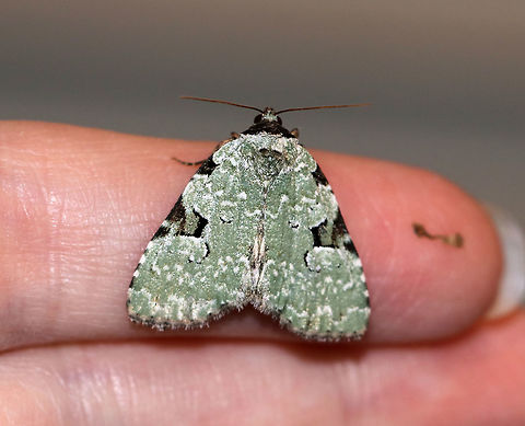 Green Leuconycta - Leuconycta diphteroides TL: ~15 mm. Pale green FW marked with scalloped lines. Checkered terminal line and fringe. Hosts: goldenrod and aster

Habitat: Attracted to a blacklight in a semi-rural area
https://www.jungledragon.com/image/79887/green_leuconycta_-_leuconycta_diphteroides.html Geotagged,Green Leuconycta Moth,Leuconycta,Leuconycta diphteroides,Spring,United States,moth