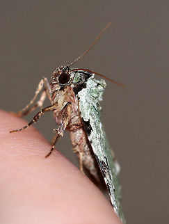 Green Leuconycta - Leuconycta diphteroides TL: ~15 mm. Pale green FW marked with scalloped lines. Checkered terminal line and fringe. Hosts: goldenrod and aster

Habitat: Attracted to a blacklight in a semi-rural area
https://www.jungledragon.com/image/79886/green_leuconycta_-_leuconycta_diphteroides.html Geotagged,Green Leuconycta Moth,Leuconycta diphteroides,Moth,Spring,United States