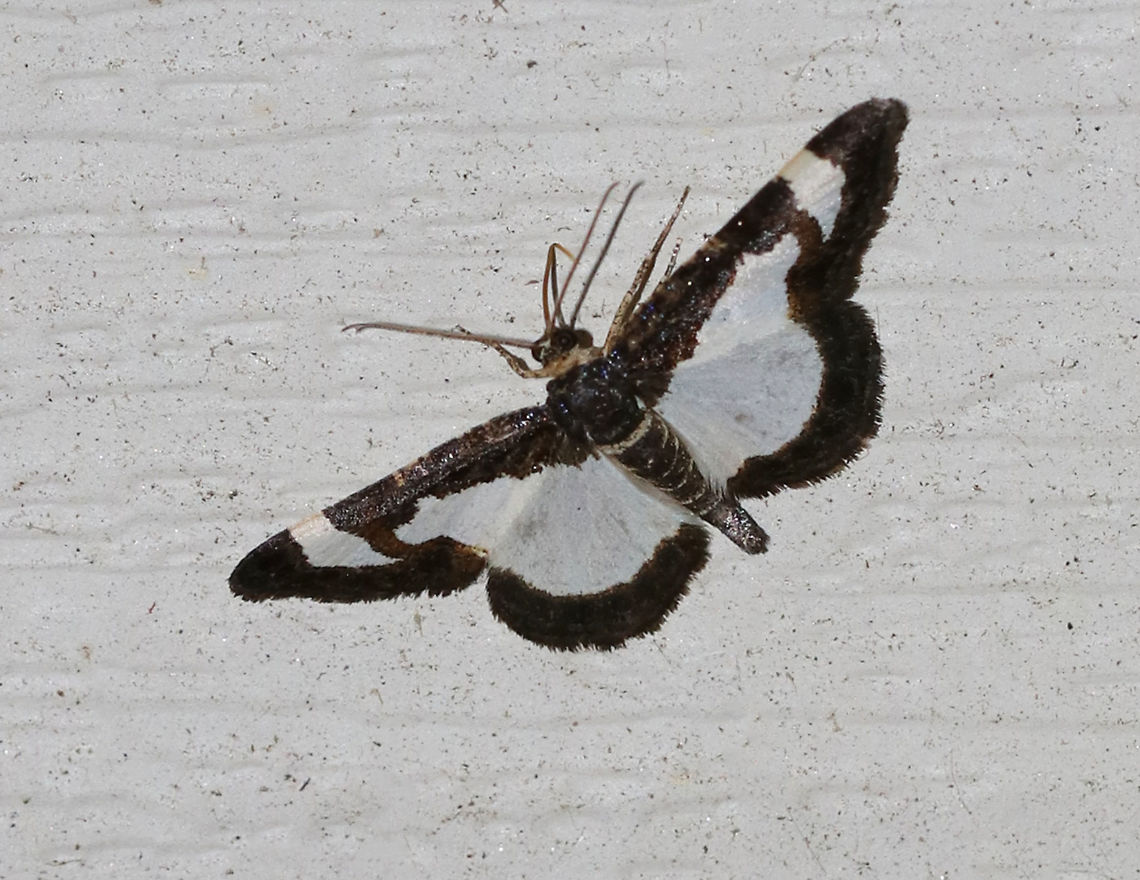 Common Spring Moth - Heliomata cycladata WS: ~20 mm. FW has large, white patches in inner margin and subapical areas with brown borders. The HW is white with a brown border. Hosts: Black locust and honey locust<br />
<br />
Habitat: Attracted to a blacklight in a rural area. <br />
<br />
Every time I got close to this moth, it would fly off to a hard to reach spot. This shot is the best I could get. Geotagged,Heliomata,Heliomata cycladata,Spring,United States,common spring moth,moth