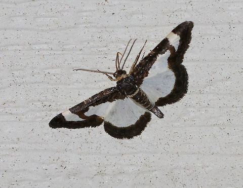 Common Spring Moth - Heliomata cycladata WS: ~20 mm. FW has large, white patches in inner margin and subapical areas with brown borders. The HW is white with a brown border. Hosts: Black locust and honey locust

Habitat: Attracted to a blacklight in a rural area. 

Every time I got close to this moth, it would fly off to a hard to reach spot. This shot is the best I could get. Geotagged,Heliomata,Heliomata cycladata,Spring,United States,common spring moth,moth