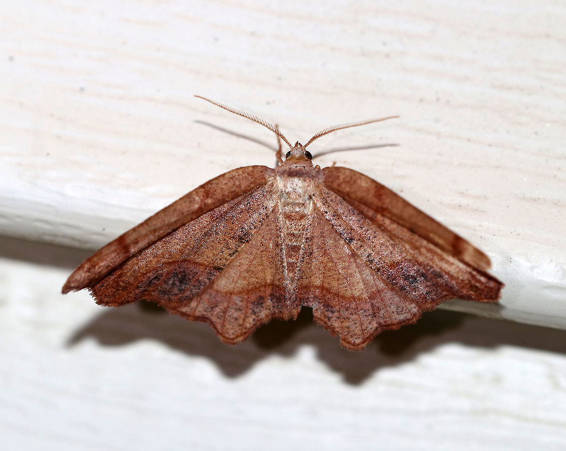 Friendly Probole - Probole amicaria WS: ~30 mm. Purplish shading beyond the PM line with black markings. The tooth of the PM is blunt, unlike the sharp tooth of the very similar P. alienaria.  Hosts: Red osier dogwood (Cornus sericea)<br />
<br />
Habitat: Attracted to a blacklight in a semi-rural area<br />
 Geotagged,Probole amicaria,Spring,United States,friendly probole,moth,probole