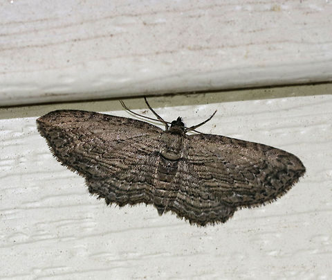 Brown Bark Carpet - Horisme intestinata WS: ~25 mm. Gray/tan forewings (they were lighter than this photo shows) marked with thin, parallel lines. PM and ST lines are scalloped. Host: Cematis?

Habitat: Attracted to a blacklight in a semi-rural area Brown bark carpet moth,Geotagged,Horisme,Horisme intestinata,Spring,United States,brown bark carpet,moth