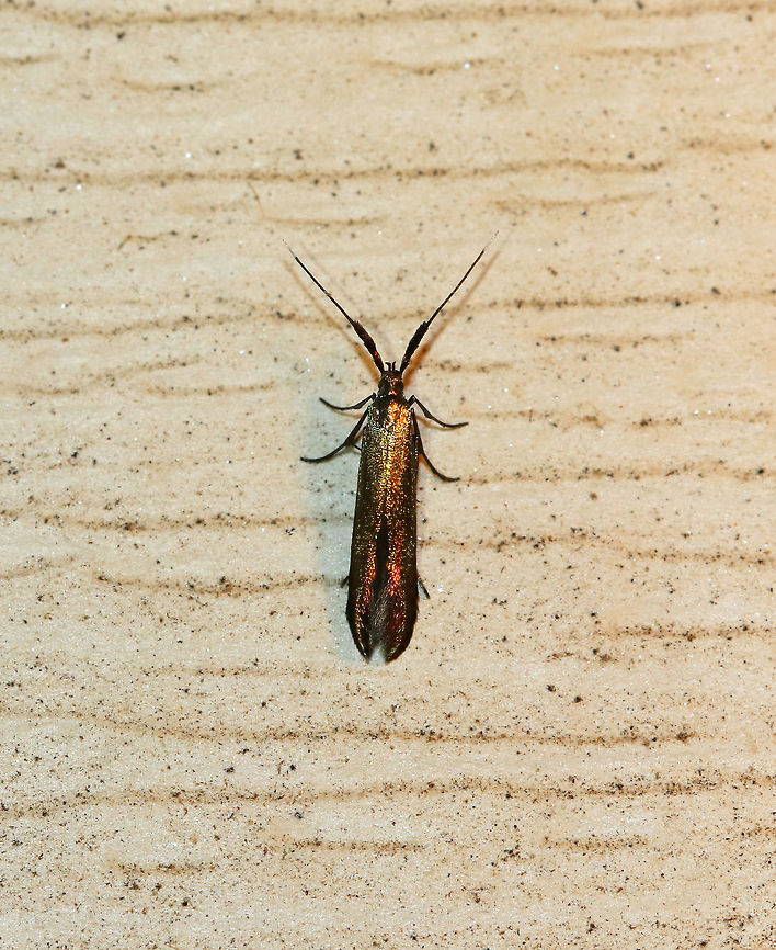 Metallic Casebearer - Coleophora mayrella TL: ~6-8 mm. Metallic, bronzy greenish FW wth a red sheen near the apex. It was tiny and so gorgeous!! Antennae are white-tipped and thick at the base. Host: Clover<br />
<br />
Habitat: Attracted to a light in a semi-rural area. <br />
<br />
*Note: I said this last year too, but can't help but repeat it this year....My deck faces a farm, which means that I get a lot of dirt blown in my direction, hence the dirty photos. They would look so much prettier clean, but I have no intention of cleaning the outside of my house every week. And, I am too lazy to put up a sheet each night. So, enjoy the dirty photos. They are natural ;P. Coleophora mayrella,Geotagged,Spring,United States,coleophora,coleophora mayrella,moth