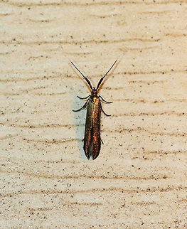 Metallic Casebearer - Coleophora mayrella TL: ~6-8 mm. Metallic, bronzy greenish FW wth a red sheen near the apex. It was tiny and so gorgeous!! Antennae are white-tipped and thick at the base. Host: Clover
Habitat: Attracted to a light in a semi-rural area.
*Note: I said this last year too, but can't help but repeat it this year....My deck faces a farm, which means that I get a lot of dirt blown in my direction, hence the dirty photos. They would look so much prettier clean, but I have no intention of cleaning the outside of my house every week. And, I am too lazy to put up a sheet each night. So, enjoy the dirty photos. They are natural ;P. Coleophora mayrella,Geotagged,Spring,United States,coleophora,coleophora mayrella,moth