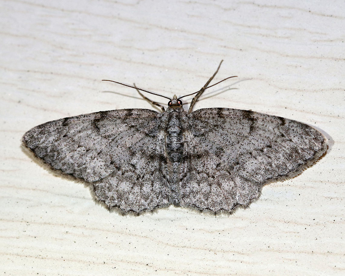 Porcelain Gray- Protoboarmia porcelaria WS: ~30 mm. Peppery-gray wings with blackish marks. Hosts: Deciduous and coniferous trees.<br />
<br />
Habitat: Attracted to a light in a semi-rural area<br />
<br />
*I'm not 100% sure of this ID. Please correct me if I'm wrong. Geotagged,Porcelain Gray,Protoboarmia porcelaria,Spring,United States,moth,protoboarmia