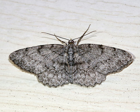 Porcelain Gray- Protoboarmia porcelaria WS: ~30 mm. Peppery-gray wings with blackish marks. Hosts: Deciduous and coniferous trees.

Habitat: Attracted to a light in a semi-rural area

*I'm not 100% sure of this ID. Please correct me if I'm wrong. Geotagged,Porcelain Gray,Protoboarmia porcelaria,Spring,United States,moth,protoboarmia