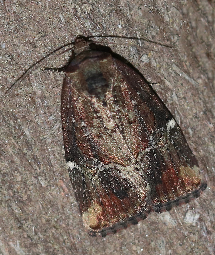 Variegated Midget - Elaphria versicolor TL: ~15 mm. Brownish FW with kinked white PM line that widens toward the costa. ST area has a pale tan apical patch. Hosts: Fir, pine, and spruce<br />
<br />
Habitat: Attracted to a light in a semi-rural area Elaphria versicolor,Geotagged,Spring,United States,Variegated midget,moth