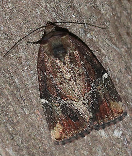 Variegated Midget - Elaphria versicolor TL: ~15 mm. Brownish FW with kinked white PM line that widens toward the costa. ST area has a pale tan apical patch. Hosts: Fir, pine, and spruce

Habitat: Attracted to a light in a semi-rural area Elaphria versicolor,Geotagged,Spring,United States,Variegated midget,moth
