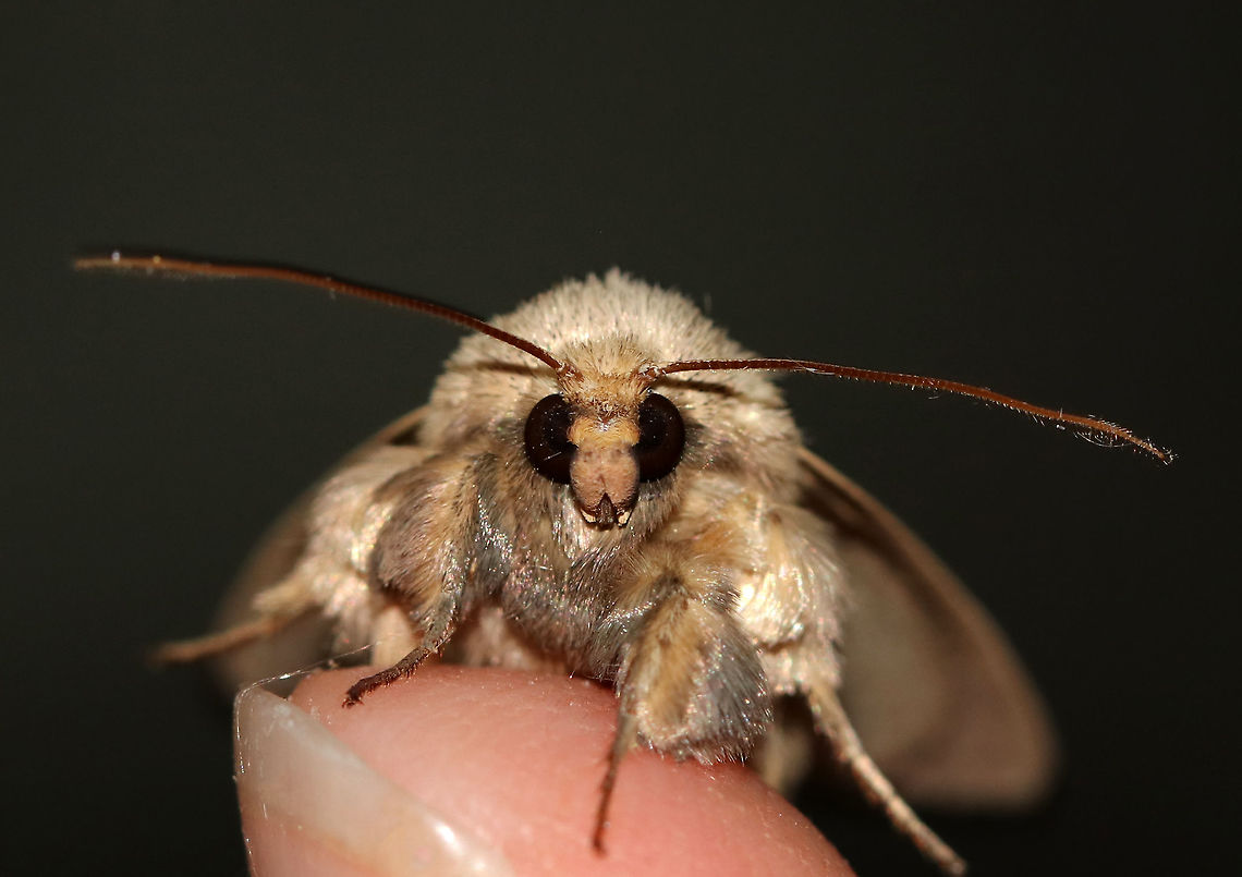 Ursula Wainscot - Leucania ursula Total length: ~20 mm. Gray moth speckled with dark spots. The postmedial line appears as random, zigzag dots. The pale reniform spot has a dusky dot in the inner half. The male has a large tuft of hairlike scales on its foretibia.<br />
<br />
Habitat: Attracted to a light/blacklight in a semi-rural area.<br />
<br />
<figure class="photo"><a href="https://www.jungledragon.com/image/79900/ursula_wainscot_-_leucania_ursula.html" title="Ursula Wainscot - Leucania ursula"><img src="https://s3.amazonaws.com/media.jungledragon.com/images/3232/79900_thumb.jpg?AWSAccessKeyId=05GMT0V3GWVNE7GGM1R2&Expires=1759968010&Signature=lckuqNqHKFeZU5ZHJGFKfUxTI%2Fs%3D" width="200" height="166" alt="Ursula Wainscot - Leucania ursula Total length: ~20 mm. Gray moth speckled with dark spots. The postmedial line appears as random, zigzag dots. The pale reniform spot has a dusky dot in the inner half. The male has a large tuft of hairlike scales on its foretibia.<br />
<br />
<br />
Habitat: Attracted to a light/blacklight in a semi-rural area. <br />
<br />
https://www.jungledragon.com/image/79899/unidentified_moth_-_family_noctuidae_tribe_leucaniini.html Geotagged,Leucania ursula,Spring,United States,Ursula Wainscot" /></a></figure> Geotagged,Leucania ursula,Noctuidae,Spring,United States,Ursula Wainscot,moth