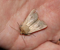 Ursula Wainscot - Leucania ursula Total length: ~20 mm. Gray moth speckled with dark spots. The postmedial line appears as random, zigzag dots. The pale reniform spot has a dusky dot in the inner half. The male has a large tuft of hairlike scales on its foretibia.<br />
<br />
<br />
Habitat: Attracted to a light/blacklight in a semi-rural area. <br />
<br />
https://www.jungledragon.com/image/79899/unidentified_moth_-_family_noctuidae_tribe_leucaniini.html Geotagged,Leucania ursula,Spring,United States,Ursula Wainscot