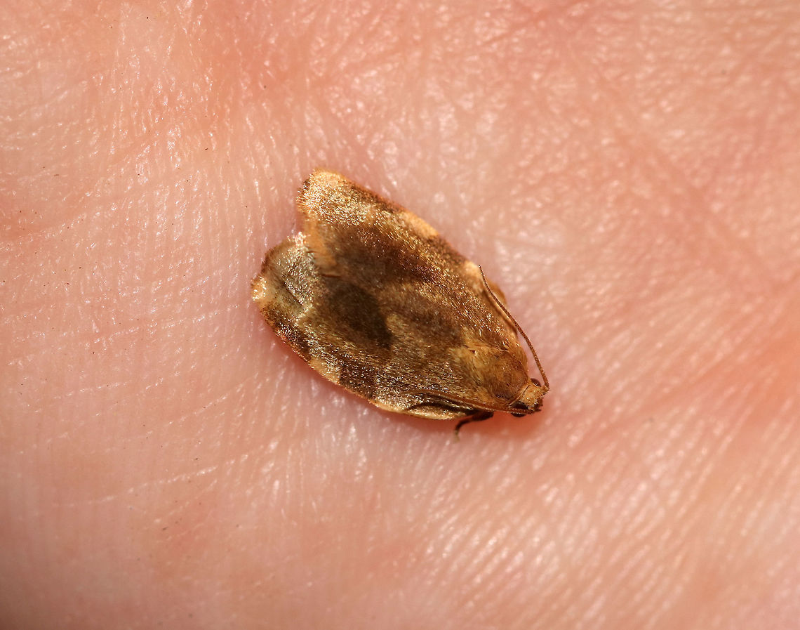 Broken-banded Leafroller - Choristoneura fractivittana TL: ~10 mm. Honey brown FW that was really fuzzy.  Brown median band is broken at the midpoint. Hosts: Apple, birch, elm, oak, and raspberry.<br />
<br />
Habitat: Attracted to a light in a semi-rural area Choristoneura,Choristoneura fractivittana,Geotagged,Spring,United States,moth