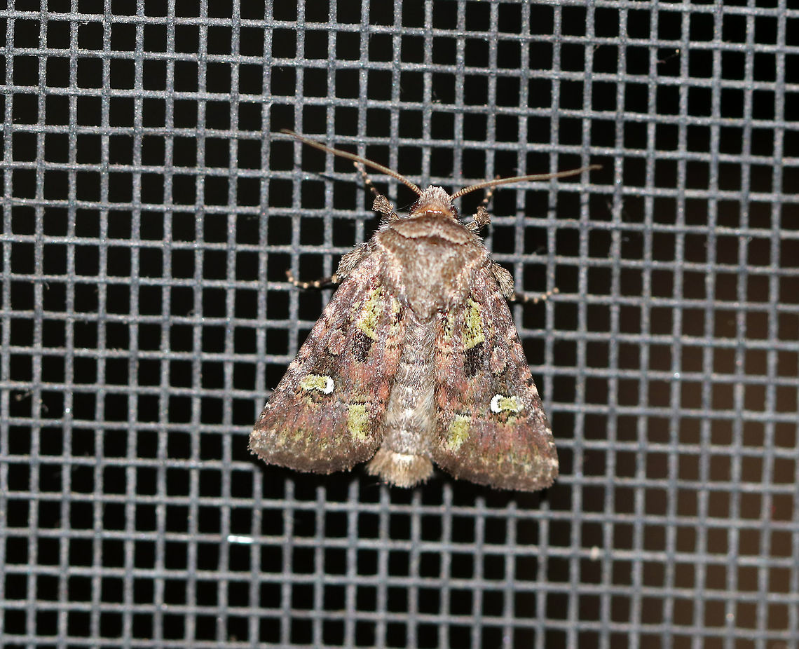 Bristly Cutworm - Lacinipolia renigera Total length: 15 mm. Purplish gray forewings that were mottled pinkish brown along the veins. It had a lime green basal dash and green center of a white-edged reniform spot. Claviform spot is solid black.<br />
<br />
Habitat: Attracted to a light at night in a semi-rural area. Geotagged,Kidney-spotted minor,Lacinipolia renigera,Spring,United States