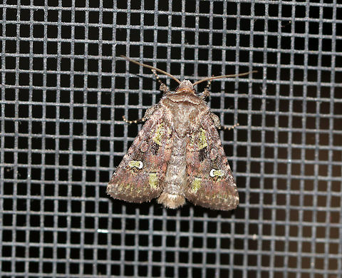Bristly Cutworm - Lacinipolia renigera Total length: 15 mm. Purplish gray forewings that were mottled pinkish brown along the veins. It had a lime green basal dash and green center of a white-edged reniform spot. Claviform spot is solid black.

Habitat: Attracted to a light at night in a semi-rural area. Geotagged,Kidney-spotted minor,Lacinipolia renigera,Spring,United States