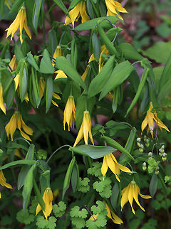 Large-flowered Bellwort - Uvularia grandiflora Yellow flowers atop an angled stem with sessile leaves.

The genus name comes from the anatomical term "uvula" that refers to the lobe hanging from the back of the soft palate in humans.

Habitat: Rocky, deciduous forest
https://www.jungledragon.com/image/79905/large-flowered_bellwort_-_uvularia_grandiflora.html Geotagged,Large-flowered bellwort,Spring,United States,Uvularia,Uvularia grandiflora
