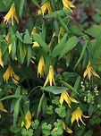 Large-flowered Bellwort - Uvularia grandiflora Yellow flowers atop an angled stem with sessile leaves.<br />
<br />
The genus name comes from the anatomical term "uvula" that refers to the lobe hanging from the back of the soft palate in humans.<br />
<br />
Habitat: Rocky, deciduous forest<br />
https://www.jungledragon.com/image/79905/large-flowered_bellwort_-_uvularia_grandiflora.html Geotagged,Large-flowered bellwort,Spring,United States,Uvularia,Uvularia grandiflora