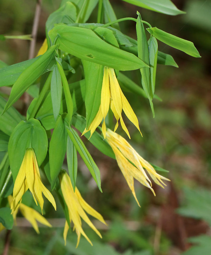 Large-flowered Bellwort - Uvularia grandiflora Yellow flowers atop an angled stem with sessile leaves.<br />
<br />
The genus name comes from the anatomical term &quot;uvula&quot; that refers to the lobe hanging from the back of the soft palate in humans.<br />
<br />
Habitat: Rocky, deciduous forest<br />
<figure class="photo"><a href="https://www.jungledragon.com/image/79904/large-flowered_bellwort_-_uvularia_grandiflora.html" title="Large-flowered Bellwort - Uvularia grandiflora"><img src="https://s3.amazonaws.com/media.jungledragon.com/images/3232/79904_thumb.jpg?AWSAccessKeyId=05GMT0V3GWVNE7GGM1R2&Expires=1759968010&Signature=Onu412jIvHosLGnji%2Ba8uWvDT1c%3D" width="114" height="152" alt="Large-flowered Bellwort - Uvularia grandiflora Yellow flowers atop an angled stem with sessile leaves.<br />
<br />
The genus name comes from the anatomical term &quot;uvula&quot; that refers to the lobe hanging from the back of the soft palate in humans.<br />
<br />
Habitat: Rocky, deciduous forest<br />
https://www.jungledragon.com/image/79905/large-flowered_bellwort_-_uvularia_grandiflora.html Geotagged,Large-flowered bellwort,Spring,United States,Uvularia,Uvularia grandiflora" /></a></figure> Geotagged,Large-flowered bellwort,Spring,United States,Uvularia grandiflora