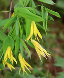 Large-flowered Bellwort - Uvularia grandiflora Yellow flowers atop an angled stem with sessile leaves.<br />
<br />
The genus name comes from the anatomical term "uvula" that refers to the lobe hanging from the back of the soft palate in humans.<br />
<br />
Habitat: Rocky, deciduous forest<br />
https://www.jungledragon.com/image/79904/large-flowered_bellwort_-_uvularia_grandiflora.html Geotagged,Large-flowered bellwort,Spring,United States,Uvularia grandiflora