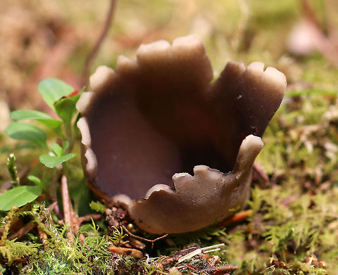 White-footed Elf Cup - Helvella leucomelaena Brittle, mostly brown fruiting body that had a short, stubby, whitish stem.

Habitat: Growing in moss in a mixed forest
https://www.jungledragon.com/image/79918/white-footed_elf_cup_-_helvella_leucomelaena.html
https://www.jungledragon.com/image/79917/white-footed_elf_cup_-_helvella_leucomelaena.html Geotagged,Helvella,Helvella leucomelaena,Spring,United States,elf cup,fungus,mushroom