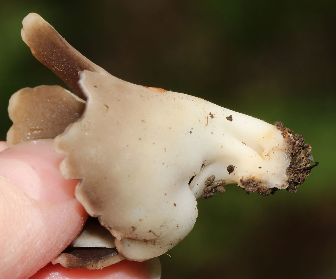 White-footed Elf Cup - Helvella leucomelaena Brittle, mostly brown fruiting body that had a short, stubby, whitish stem.<br />
<br />
Habitat: Growing in moss in a mixed forest<br />
<figure class="photo"><a href="https://www.jungledragon.com/image/79916/white-footed_elf_cup_-_helvella_leucomelaena.html" title="White-footed Elf Cup - Helvella leucomelaena"><img src="https://s3.amazonaws.com/media.jungledragon.com/images/3232/79916_thumb.jpg?AWSAccessKeyId=05GMT0V3GWVNE7GGM1R2&Expires=1769040010&Signature=jFAP3rJHTj%2BwsNemlcIANFjfW%2Bk%3D" width="200" height="164" alt="White-footed Elf Cup - Helvella leucomelaena Brittle, mostly brown fruiting body that had a short, stubby, whitish stem.<br />
<br />
Habitat: Growing in moss in a mixed forest<br />
https://www.jungledragon.com/image/79918/white-footed_elf_cup_-_helvella_leucomelaena.html<br />
https://www.jungledragon.com/image/79917/white-footed_elf_cup_-_helvella_leucomelaena.html Geotagged,Helvella,Helvella leucomelaena,Spring,United States,elf cup,fungus,mushroom" /></a></figure><br />
<figure class="photo"><a href="https://www.jungledragon.com/image/79918/white-footed_elf_cup_-_helvella_leucomelaena.html" title="White-footed Elf Cup - Helvella leucomelaena"><img src="https://s3.amazonaws.com/media.jungledragon.com/images/3232/79918_thumb.jpg?AWSAccessKeyId=05GMT0V3GWVNE7GGM1R2&Expires=1769040010&Signature=Mm3I1WPi9S7v7k0Ayk34vjnpcGg%3D" width="102" height="152" alt="White-footed Elf Cup - Helvella leucomelaena Brittle, mostly brown fruiting body that had a short, stubby, whitish stem.<br />
<br />
Habitat: Growing in moss in a mixed forest<br />
https://www.jungledragon.com/image/79916/white-footed_elf_cup_-_helvella_leucomelaena.html<br />
https://www.jungledragon.com/image/79917/white-footed_elf_cup_-_helvella_leucomelaena.html Geotagged,Helvella leucomelaena,Spring,United States,White-footed Elf Cup" /></a></figure> Geotagged,Helvella leucomelaena,Spring,United States,White-footed Elf Cup