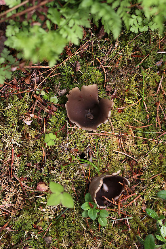 White-footed Elf Cup - Helvella leucomelaena Brittle, mostly brown fruiting body that had a short, stubby, whitish stem.<br />
<br />
Habitat: Growing in moss in a mixed forest<br />
<figure class="photo"><a href="https://www.jungledragon.com/image/79916/white-footed_elf_cup_-_helvella_leucomelaena.html" title="White-footed Elf Cup - Helvella leucomelaena"><img src="https://s3.amazonaws.com/media.jungledragon.com/images/3232/79916_thumb.jpg?AWSAccessKeyId=05GMT0V3GWVNE7GGM1R2&Expires=1759968010&Signature=ZVHK6NOQjizl3sW%2BTdjXvletHR0%3D" width="200" height="164" alt="White-footed Elf Cup - Helvella leucomelaena Brittle, mostly brown fruiting body that had a short, stubby, whitish stem.<br />
<br />
Habitat: Growing in moss in a mixed forest<br />
https://www.jungledragon.com/image/79918/white-footed_elf_cup_-_helvella_leucomelaena.html<br />
https://www.jungledragon.com/image/79917/white-footed_elf_cup_-_helvella_leucomelaena.html Geotagged,Helvella,Helvella leucomelaena,Spring,United States,elf cup,fungus,mushroom" /></a></figure><br />
<figure class="photo"><a href="https://www.jungledragon.com/image/79917/white-footed_elf_cup_-_helvella_leucomelaena.html" title="White-footed Elf Cup - Helvella leucomelaena"><img src="https://s3.amazonaws.com/media.jungledragon.com/images/3232/79917_thumb.jpg?AWSAccessKeyId=05GMT0V3GWVNE7GGM1R2&Expires=1759968010&Signature=ozwxai%2Fp4NEz%2B4Av0bxNWr7u%2FFA%3D" width="200" height="168" alt="White-footed Elf Cup - Helvella leucomelaena Brittle, mostly brown fruiting body that had a short, stubby, whitish stem.<br />
<br />
Habitat: Growing in moss in a mixed forest<br />
https://www.jungledragon.com/image/79916/white-footed_elf_cup_-_helvella_leucomelaena.html<br />
https://www.jungledragon.com/image/79918/white-footed_elf_cup_-_helvella_leucomelaena.html Geotagged,Helvella leucomelaena,Spring,United States,White-footed Elf Cup" /></a></figure> Geotagged,Helvella leucomelaena,Spring,United States,White-footed Elf Cup