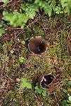 White-footed Elf Cup - Helvella leucomelaena Brittle, mostly brown fruiting body that had a short, stubby, whitish stem.<br />
<br />
Habitat: Growing in moss in a mixed forest<br />
https://www.jungledragon.com/image/79916/white-footed_elf_cup_-_helvella_leucomelaena.html<br />
https://www.jungledragon.com/image/79917/white-footed_elf_cup_-_helvella_leucomelaena.html Geotagged,Helvella leucomelaena,Spring,United States,White-footed Elf Cup
