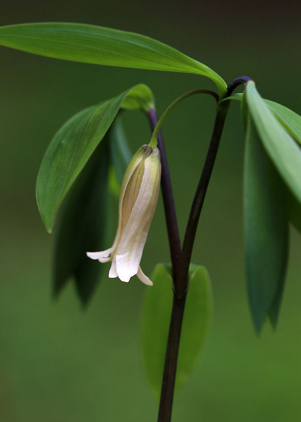 Sessile Bellwort - Uvularia sessilifolia Creamy yellow, drooping flower atop an angled stem with sessile leaves. <br />
<br />
Habitat: Rocky, deciduous forest. Geotagged,Sessile bellwort,Spring,United States,Uvularia sessilifolia,bellwort,little merrybells,sessileleaf bellwort,uvularia,wild oats