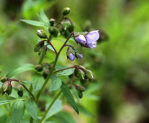 American Greek Valerian - Polemonium reptans Weak stemmed plant with flowers in loose clusters of violet-blue bells. A common name for this plant is False Jacob's Ladder, which refers to the ladder-like arrangement of the leaves.

Habitat: Rocky, deciduous forest Geotagged,Greek Valerian,Polemonium reptans,Spring,United States