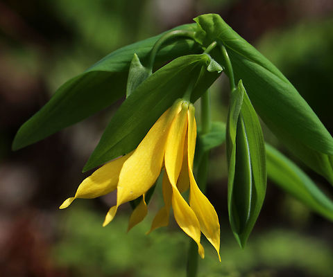 Large-flowered Bellwort - Uvularia grandiflora Yellow flowers atop an angled stem with sessile leaves.

The genus name comes from the anatomical term "uvula" that refers to the lobe hanging from the back of the soft palate in humans.

Habitat: Rocky, deciduous forest Geotagged,Large-flowered bellwort,Spring,United States,Uvularia grandiflora
