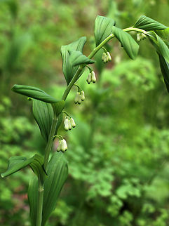 Smooth Solomon's Seal - Polygonatum biflorum Graceful, arching stem with hanging flowers and smooth leaves. 

Habitat: Rocky, deciduous forest
https://www.jungledragon.com/image/79937/smooth_solomons_seal_-_polygonatum_biflorum.html Geotagged,Polygonatum,Polygonatum biflorum,Smooth Solomon's seal,Spring,United States,butcher's broom,solomon's seal