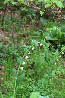 Smooth Solomon's Seal - Polygonatum biflorum Graceful, arching stem with hanging flowers and smooth leaves. 

Habitat: Rocky, deciduous forest
https://www.jungledragon.com/image/79936/smooth_solomons_seal_-_polygonatum_biflorum.html
 Geotagged,Polygonatum biflorum,Smooth Solomon's seal,Spring,United States